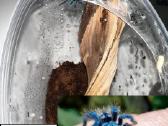 Įvairūs Tarantulai + skorpionas + šimtakojis - nuotraukos Nr. 7