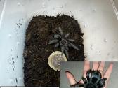 Įvairūs Tarantulai + skorpionas + šimtakojis - nuotraukos Nr. 8