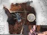 Įvairūs Tarantulai + skorpionas + šimtakojis - nuotraukos Nr. 9