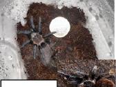 Įvairūs Tarantulai + skorpionas + šimtakojis - nuotraukos Nr. 11