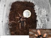 Įvairūs Tarantulai + skorpionas + šimtakojis - nuotraukos Nr. 13