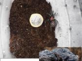 Įvairūs Tarantulai + skorpionas + šimtakojis - nuotraukos Nr. 14