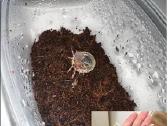 Įvairūs Tarantulai + skorpionas + šimtakojis - nuotraukos Nr. 15