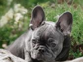 Kilmingi Prancuzu buldogai / French buldog - nuotraukos Nr. 3