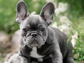 Kilmingi Prancuzu buldogai / French buldog - nuotraukos Nr. 4