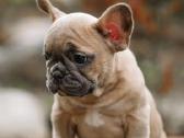 Kilmingi Prancuzu buldogai / French buldog - nuotraukos Nr. 2