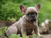 Kilmingi Prancuzu buldogai / French buldog - nuotraukos Nr. 5