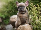Kilmingi Prancuzu buldogai / French buldog - nuotraukos Nr. 6