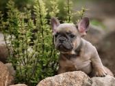 Kilmingi Prancuzu buldogai / French buldog - nuotraukos Nr. 8
