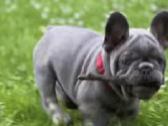 Kilmingi Prancuzu buldogai / French buldog - nuotraukos Nr. 7