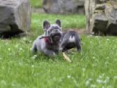 Kilmingi Prancuzu buldogai / French buldog - nuotraukos Nr. 9