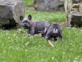 Kilmingi Prancuzu buldogai / French buldog - nuotraukos Nr. 10