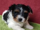 Biewer Yorkie - nuotraukos Nr. 2