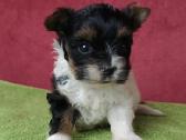 Biewer Yorkie - nuotraukos Nr. 3