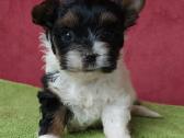 Biewer Yorkie - nuotraukos Nr. 4