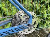 Canyon Inflite CF SL 6 - nuotraukos Nr. 5
