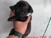 Parduodu šuniukus prancūzų buldogai - nuotraukos Nr. 5