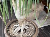 Dracaena draco ( drakonmedis) - nuotraukos Nr. 2