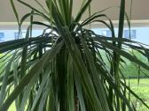 Dracaena draco ( drakonmedis) - nuotraukos Nr. 3
