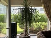 Dracaena draco ( drakonmedis) - nuotraukos Nr. 4