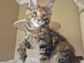 Mainecoon f22 - nuotraukos Nr. 2