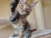 Mainecoon f22 - nuotraukos Nr. 3