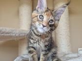 Mainecoon f22 - nuotraukos Nr. 4