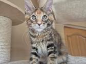 Mainecoon f22 - nuotraukos Nr. 5