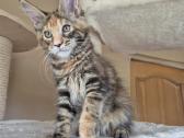 Mainecoon f22 - nuotraukos Nr. 6