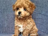 Maltipoo kalytės - nuotraukos Nr. 2