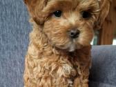 Maltipoo kalytės - nuotraukos Nr. 4