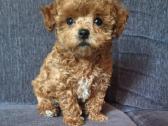 Maltipoo kalytės - nuotraukos Nr. 5