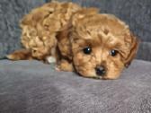 Maltipoo kalytės - nuotraukos Nr. 3