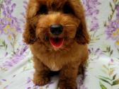 Cavapoo - nuotraukos Nr. 2