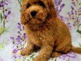Cavapoo - nuotraukos Nr. 5