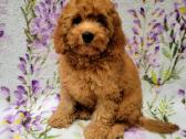 Cavapoo - nuotraukos Nr. 8