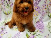 Cavapoo - nuotraukos Nr. 4