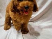 Cavapoo - nuotraukos Nr. 10