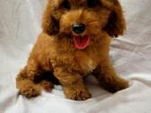 Cavapoo - nuotraukos Nr. 12