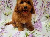 Cavapoo - nuotraukos Nr. 7