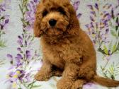 Cavapoo - nuotraukos Nr. 14