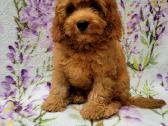 Cavapoo - nuotraukos Nr. 16