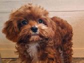 Cavapoo - nuotraukos Nr. 17