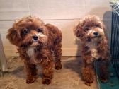 Cavapoo - nuotraukos Nr. 18