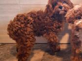 Cavapoo - nuotraukos Nr. 20