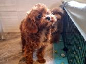 Cavapoo - nuotraukos Nr. 22