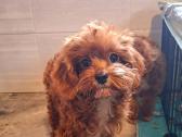 Cavapoo - nuotraukos Nr. 23