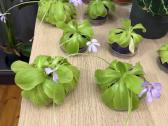 Morano tuklės (Pinguicula moranensis) - nuotraukos Nr. 2