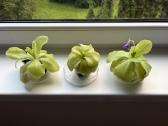 Morano tuklės (Pinguicula moranensis) - nuotraukos Nr. 3