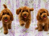Cavapoo - nuotraukos Nr. 3